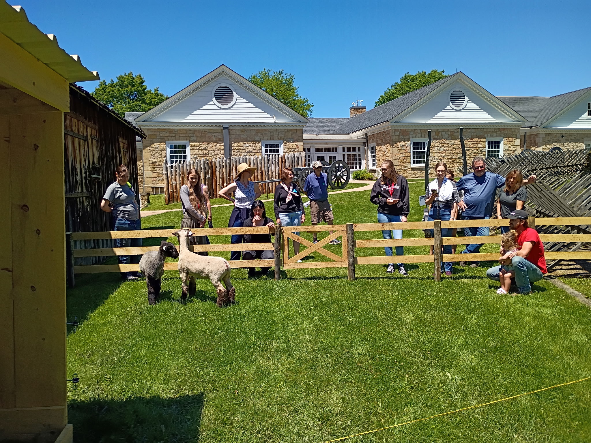History Alive! Meet the Sheep!