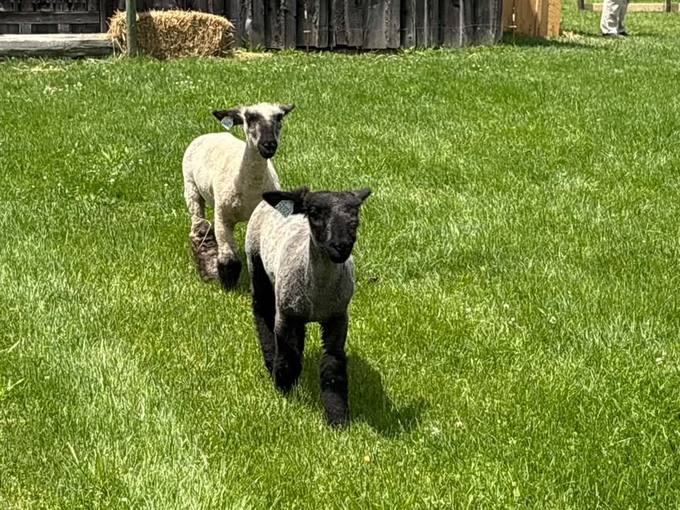 History Alive! Meet the Sheep!
