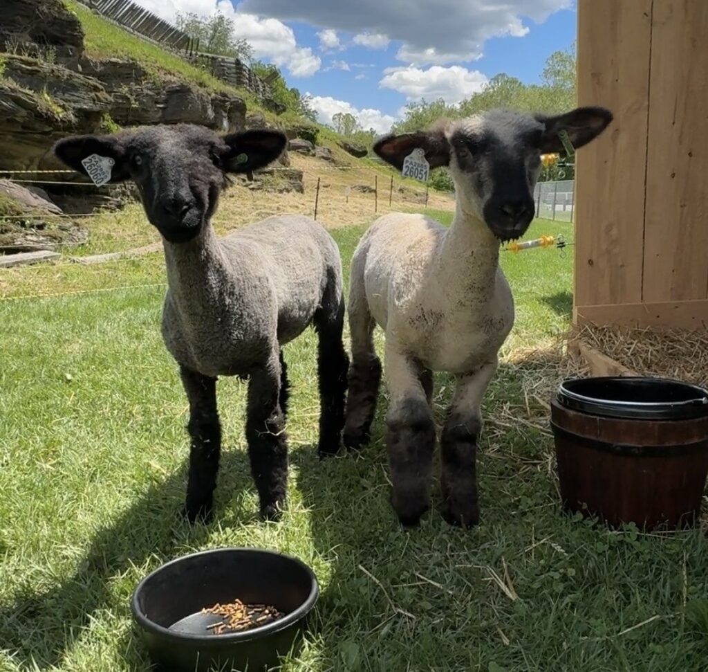 Name the Fort Sheep!