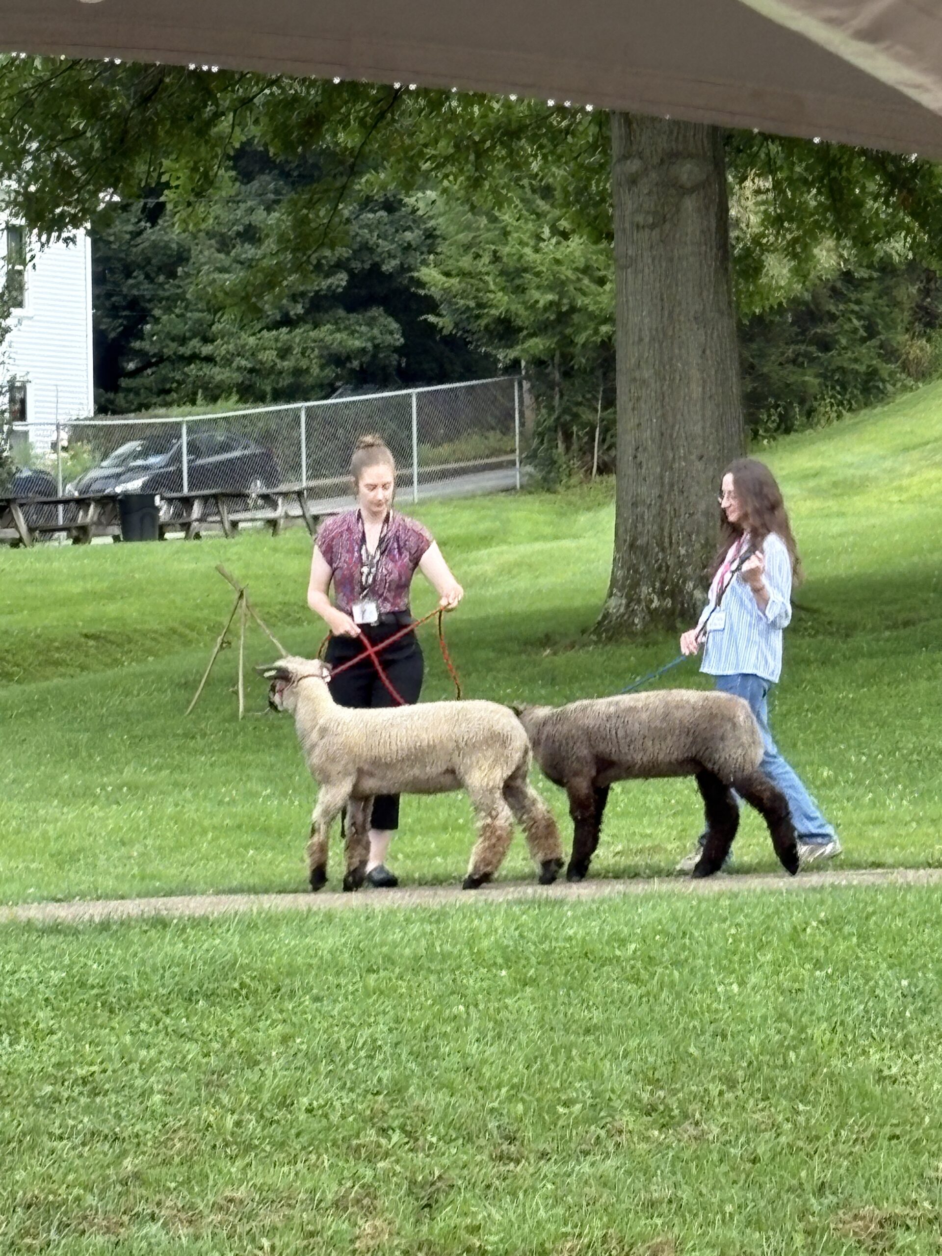 History Alive! Meet the Sheep!