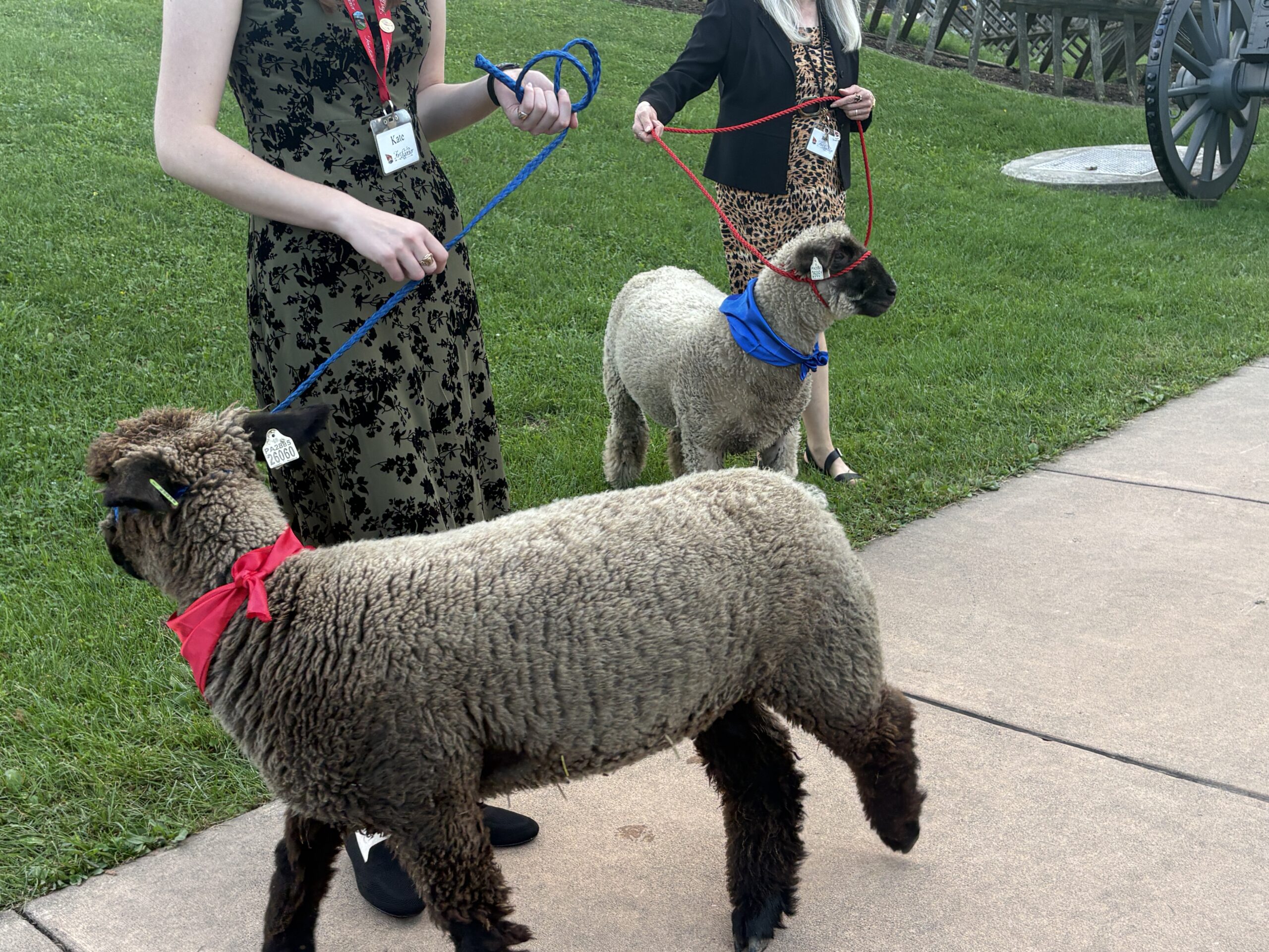 History Alive! Meet the Sheep!